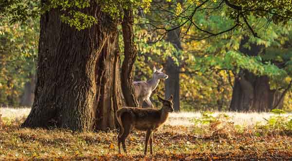 Windsor Great Park