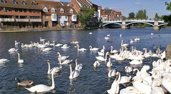 Swans on River Thames, Windsor, England